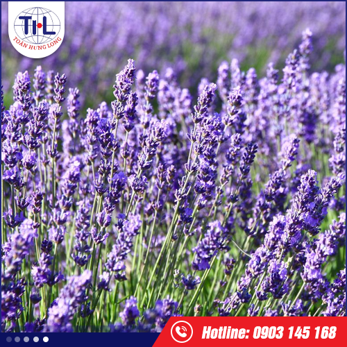 Hương lavender